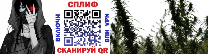 Бошки Шишки марихуана  Новосибирск 